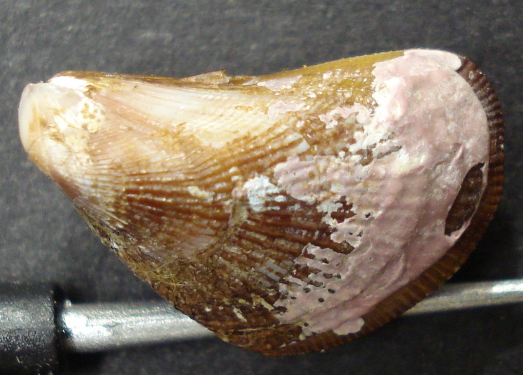 Brachiodontes variabilis